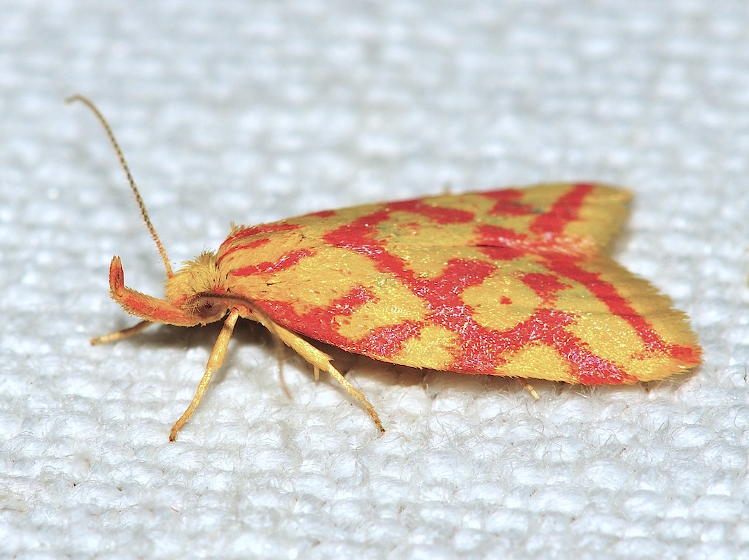 Nuovi Microlepidotteri-Hypercallia citrinalis (Elachistidae)